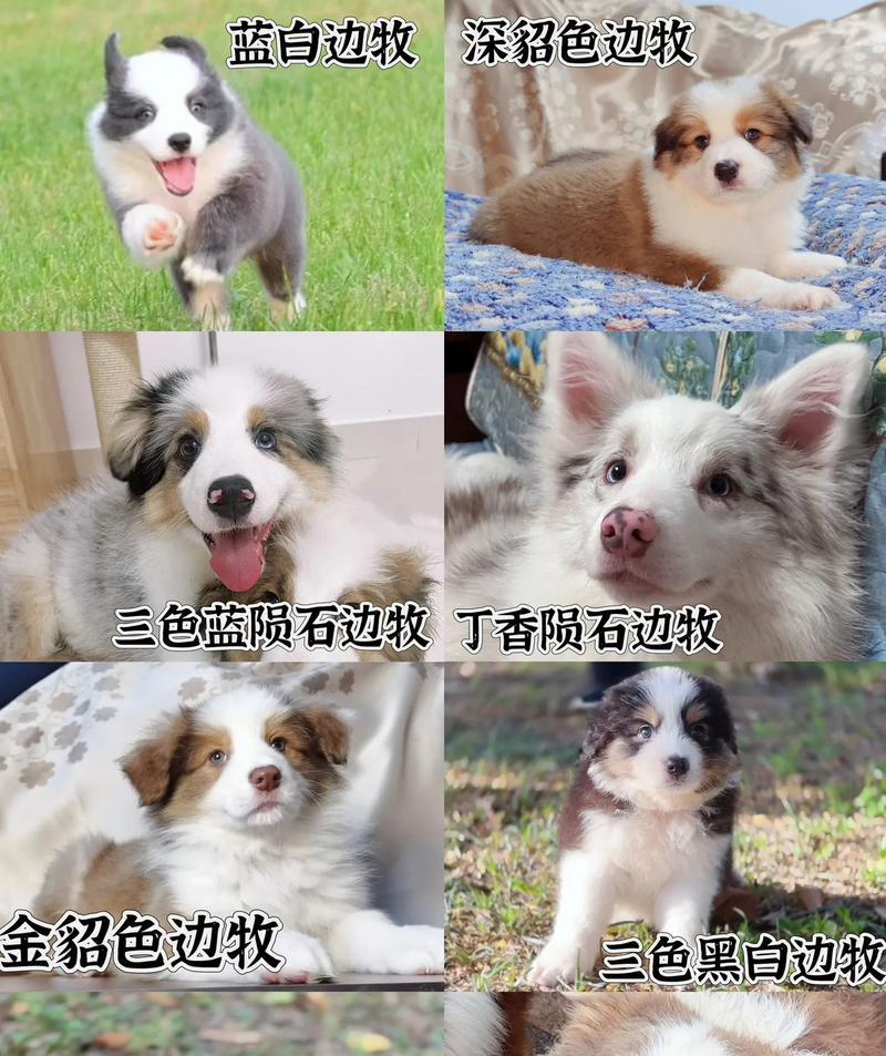 宠物狗变霸道变坏的现象及原因探讨（揭示6种常见的宠物狗变霸道变坏的迹象与解决方法）