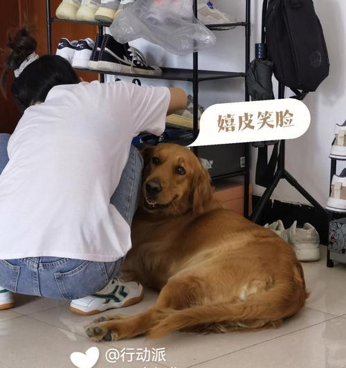 如何正确给金毛修剪指甲？（避免让金毛受伤和不舒适的修剪指甲技巧）