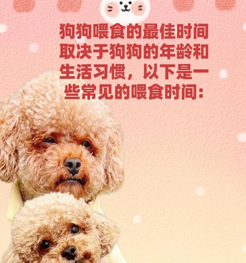 科学饲养泰迪犬，让你与爱宠共度快乐时光（教你5个科学的方法，不学你会后悔哦）