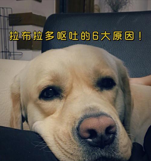 泰迪犬呕吐问题及治疗方法分享（了解泰迪犬呕吐的原因，及时采取有效的治疗方法）