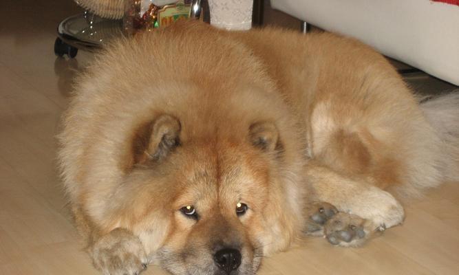 松狮犬患犬瘟的症状及治疗方法（详解松狮犬犬瘟的临床表现和治疗方案）