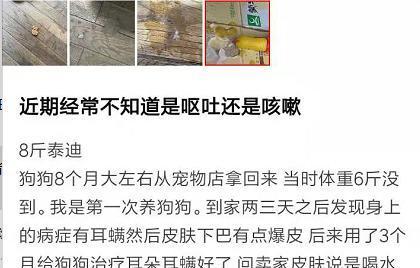 预防狗狗耳螨，守护宠物听力健康（五步骤助你预防狗狗耳螨，避免失聪风险）