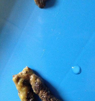 泰迪宠物狗的正常排便频率（了解泰迪宠物狗每天的排便次数及其重要性）