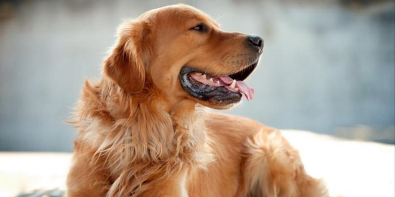 喂养金毛幼犬的六个注意事项（铲屎官要重视了！如何正确喂养金毛幼犬）