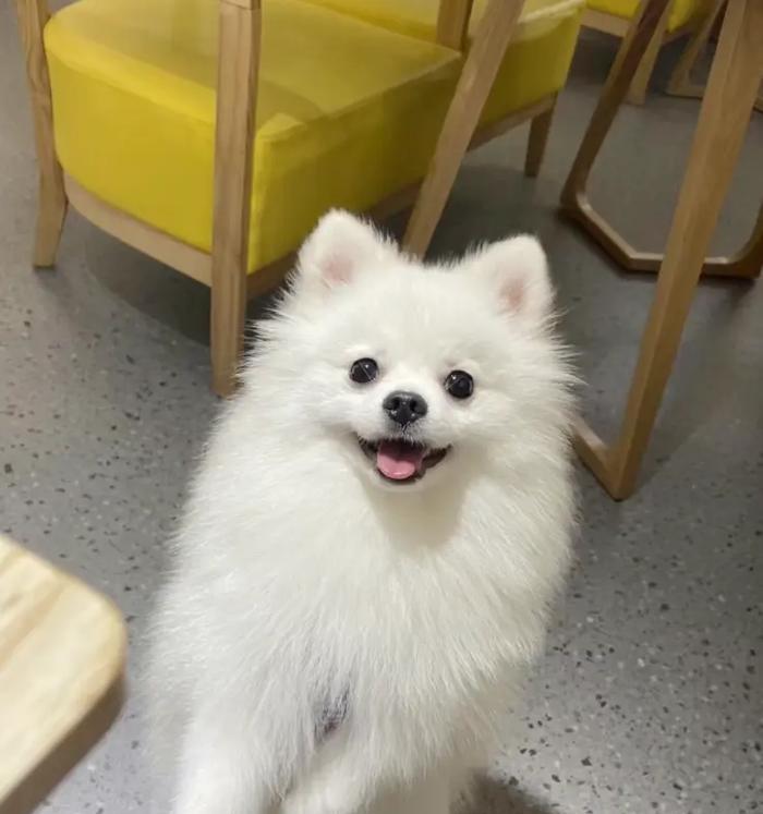 揭秘狗狗泪痕（了解泪痕的来源，轻松解决狗狗的泪痕问题）