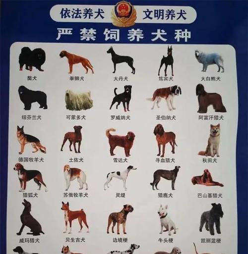 萨摩耶犬会咬人吗？了解它们的咬人原因和预防措施（以萨摩耶犬咬人如何应对，提前了解并采取预防措施）