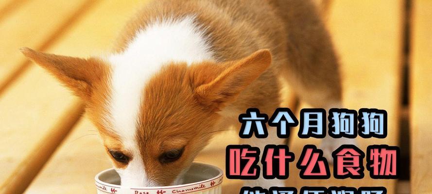 狗狗也会便秘吗？如何帮助它通便（探究狗狗便秘的原因和解决方法）