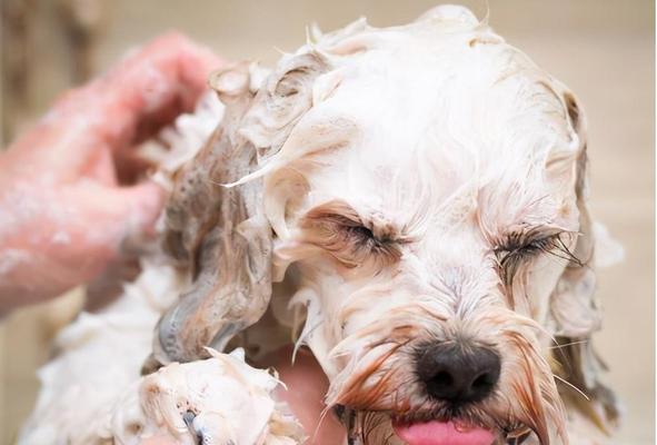 金毛犬总是掉毛？不用怕这5招帮你解决（让你的金毛不再掉毛的实用技巧）