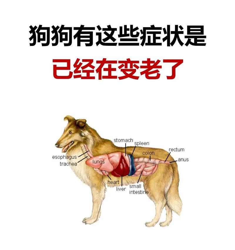 金毛犬的老年迹象（金毛犬老化的明显表现及相关）