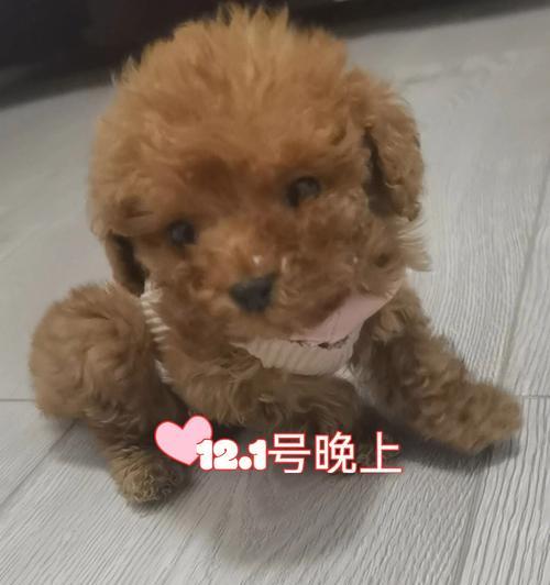如何赢得泰迪的喜爱？打造更亲密的关系（5个有效方法，成为泰迪心目中的最爱）