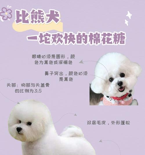 初次饲养比熊犬的关键要点（以比熊幼犬的喂养要注意6点）