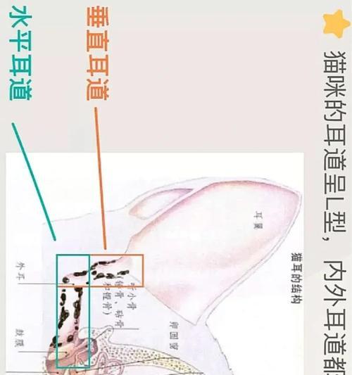 如何正确给猫咪清洁耳朵？四个步骤轻松搞定（养猫必收藏的清洁耳朵方法，为你的爱猫提供健康呵护）