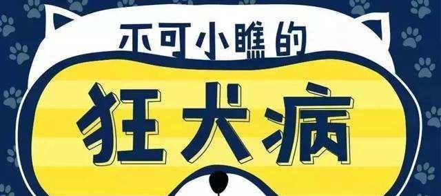 狗狗能吃鸡蛋吗？（主人的责任与正确处理）