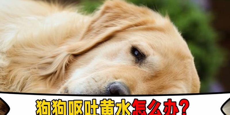 狗狗呕吐怎么办？掌握呕吐原因，简单3招让你不再慌张（了解呕吐原因，学会应对方法，让你的狗狗远离不适）