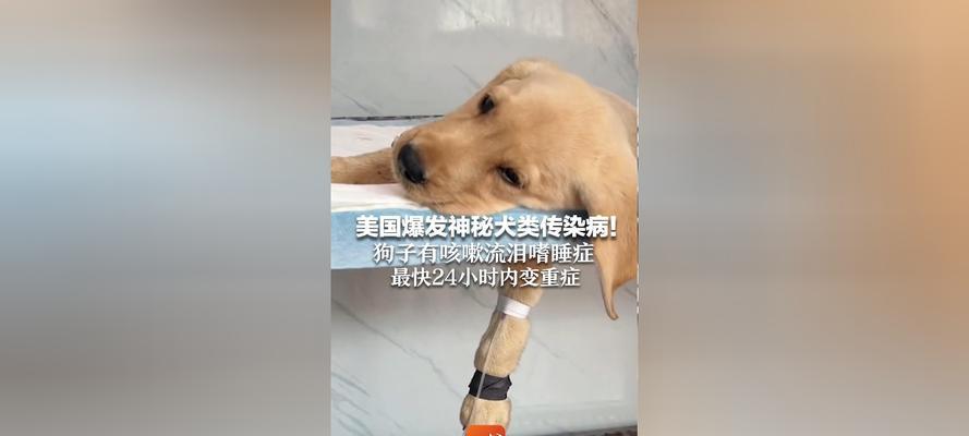 警惕狗狗心脏病，手术治疗是关键（狗狗咳嗽气喘、虚弱昏睡，不容忽视）