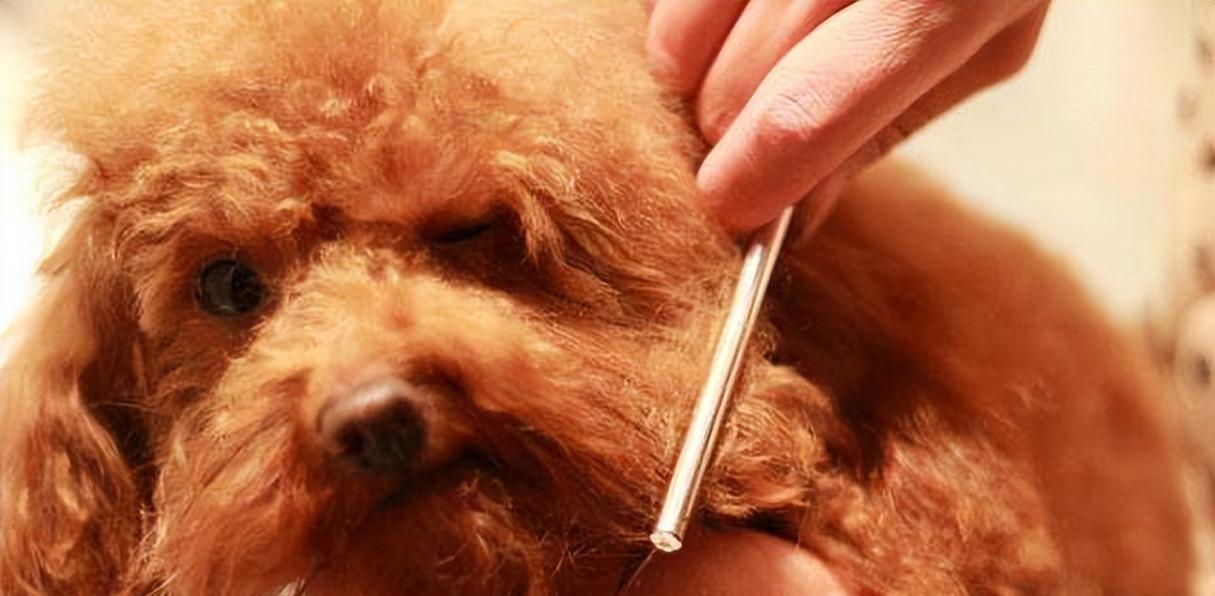 贵宾犬泪痕如何处理？五大办法轻松解决（让你家贵宾犬远离泪痕的有效方法）