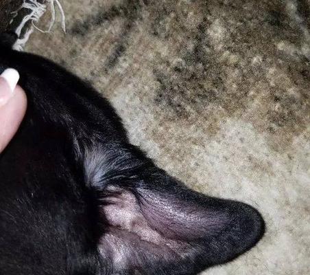 耳血肿（了解耳血肿及如何保护你的爱犬）