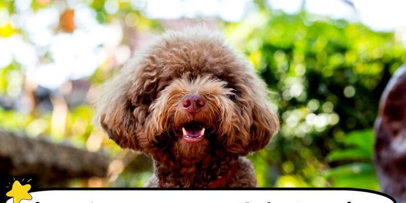 泰迪犬呕吐状况及应对措施（解决泰迪犬呕吐问题的实用方法）