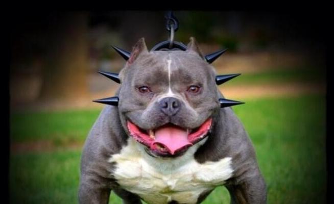 应对恶犬的有效方法（轻松制服猛犬，保证安全）