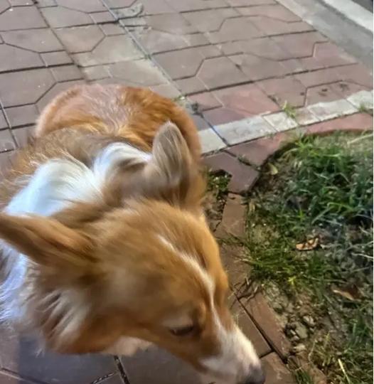 狗狗弓背的原因及其意义解读（探索狗狗弓背行为的内涵及寓意）