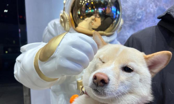 急救狗狗呼吸困难及休克的6个方法（保护宠物健康，紧急救助狗狗的生命）