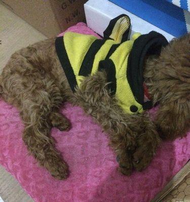泰迪犬尿黄的原因及可能引发疾病的高风险（为什么泰迪犬会尿黄？尿黄的原因和预防措施）