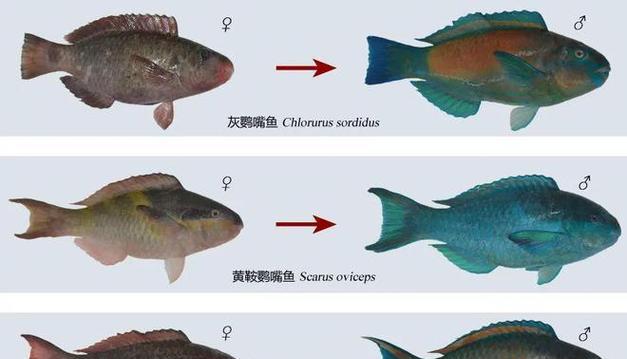 世界十大最漂亮的鱼类（探索水下世界中令人惊叹的观赏鱼种）
