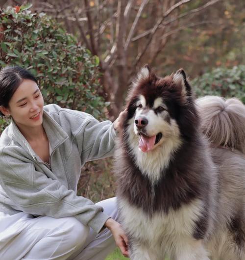 狗狗需要晒太阳吗？（晒太阳是否能补充狗狗所需的维生素D？）
