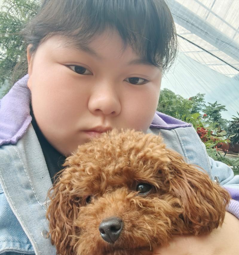 泰迪犬为何不愿自己睡觉？这里有几个原因要注意！（了解泰迪犬粘人睡眠的原因及解决方法）