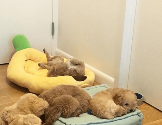 为什么狗狗不睡狗窝，偏爱睡地板？（探究狗狗偏爱地板的原因，如何解决这个问题）