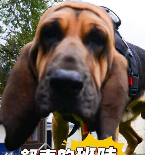 寻血猎犬（寻血猎犬的追踪能力及其重要性）