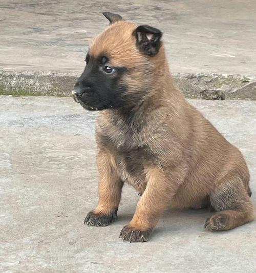 高加索犬幼犬时期耳朵被剪掉的原因（探究高加索犬幼犬耳朵被剪的历史和目的）