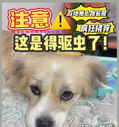 狗狗打完疫苗后的关键事项（为狗狗的健康着想，这四件事要注意！）