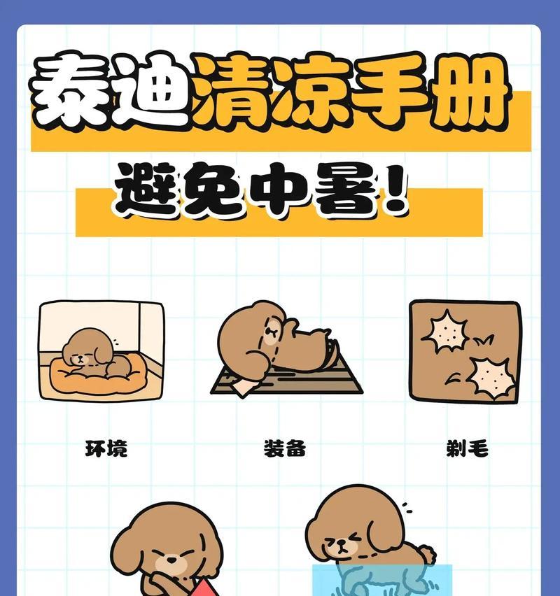 以小泰迪怎样养才合格铲屎官（打造快乐宠物生活，从这5个关键要点开始）