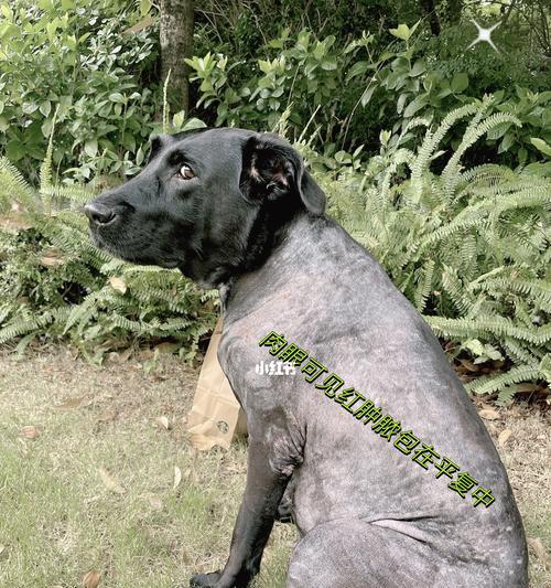 狗狗长痘痘了！如何应对犬的脓包症？（了解犬的脓包症的原因与处理方法，让你的宠物恢复健康与活力）