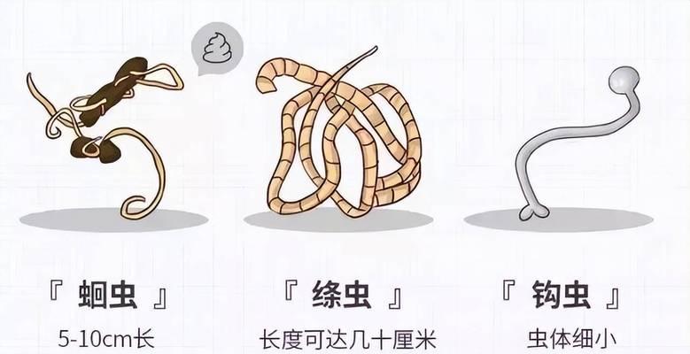 如何判断狗狗身上是否有寄生虫（寄生虫症状及驱虫次数的重要性）