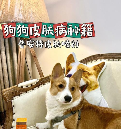 治疗狗狗肠胃炎的最佳药物选择（了解肠胃炎常用药物，宠物健康更有保障）