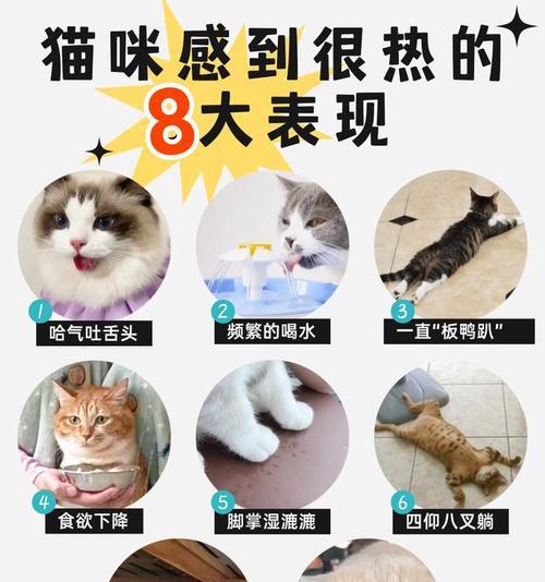 猫咪中暑的症状与应对方法（了解猫咪中暑的表现及应急处理，保护我们的爱宠）