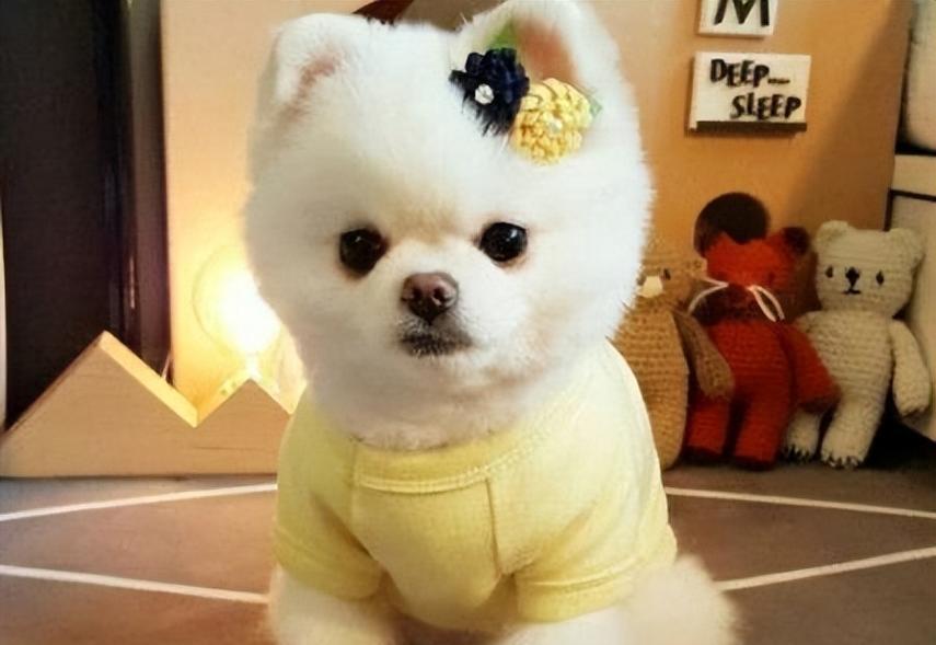 7种便宜可养的狗狗品种——小伙伴们的经济首选（了解这些狗狗的优缺点，选择适合自己的宠物伴侣吧！）
