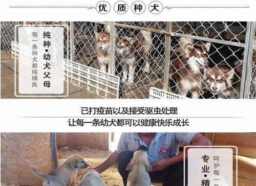 泰迪狗狗驱虫时间及方法详解（泰迪狗狗驱虫的最佳时机和正确方法）