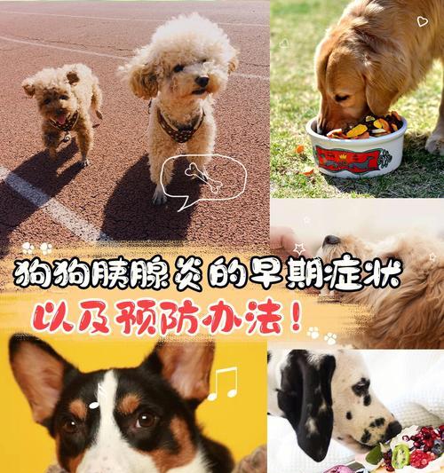 狗狗拉肚子的原因及治疗护理方法（了解导致狗狗拉肚子的常见原因，以及有效的治疗和护理方法）