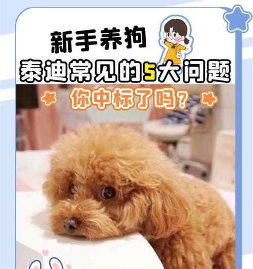 科学饲养泰迪幼犬的5个方法（泰迪幼犬健康成长的关键是科学饲养）