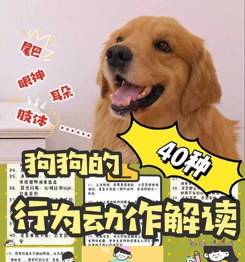 为什么要给狗狗剪耳？（探究剪耳背后的原因）