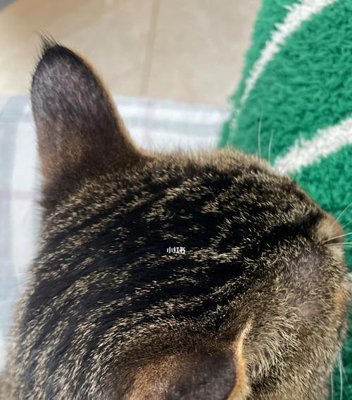 小猫耳朵的象征意义及表达方式（解读小猫耳朵，感受个性与可爱）