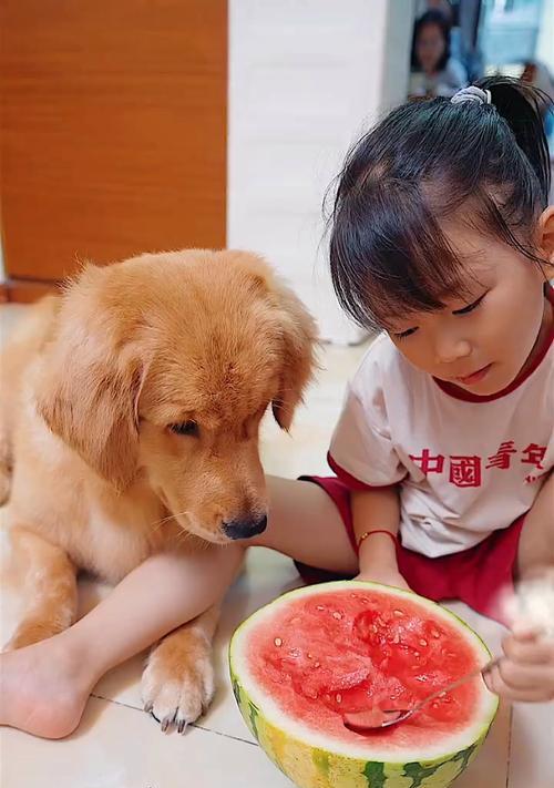 小狗可以吃水果吗？（了解小狗吃水果的时机和禁忌）