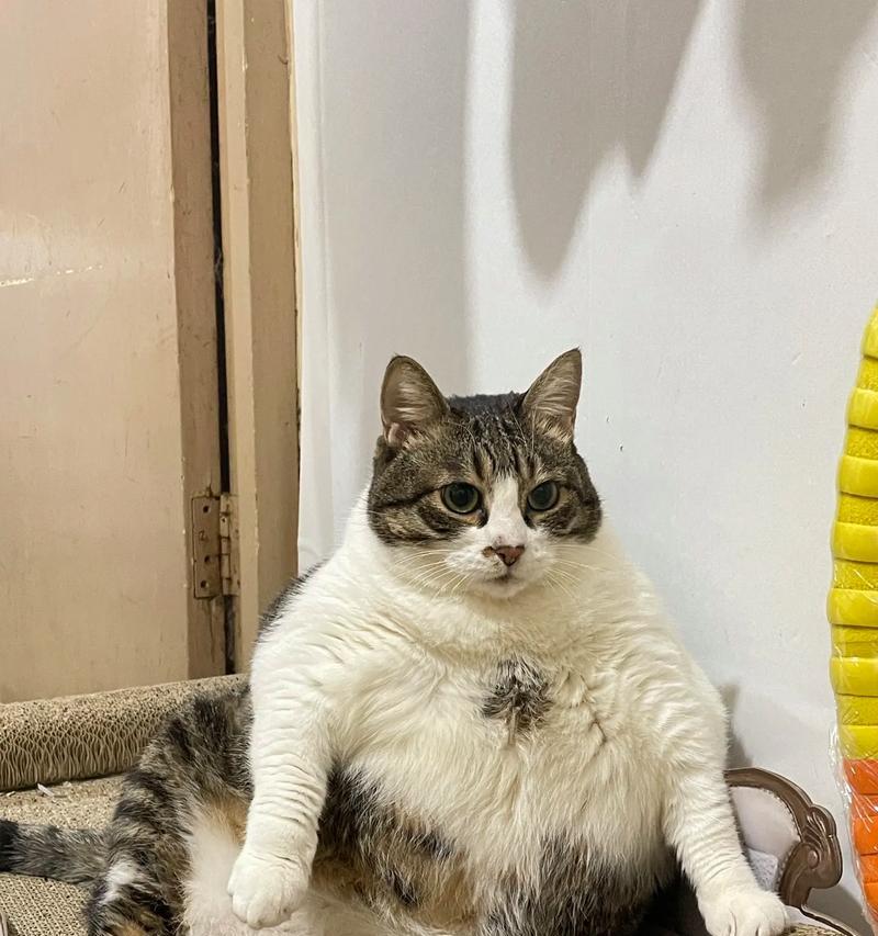 猫咪为什么选择坐着睡觉（探索猫咪睡姿的奥秘）