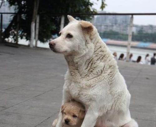 小土狗为什么怕主人？（探究背后的原因及应对方法）
