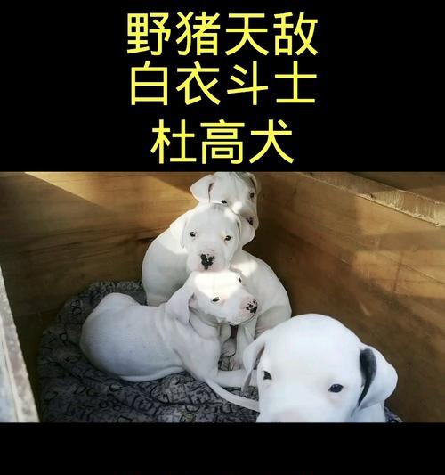 以爱的猎犬（与主人并肩作战的生命伙伴）