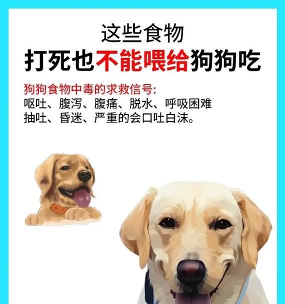 小狗不能吃的食物及应对方法（宠物狗禁食列表和饲养者的责任）