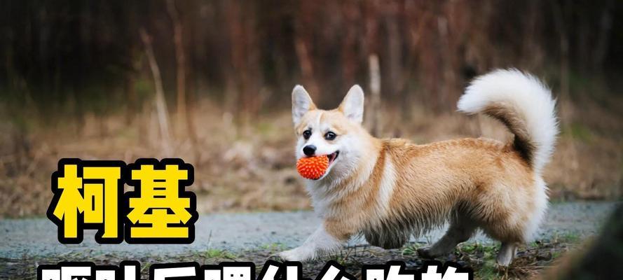 柯基犬的饮食指南（4个月大的柯基宝宝该吃什么？）